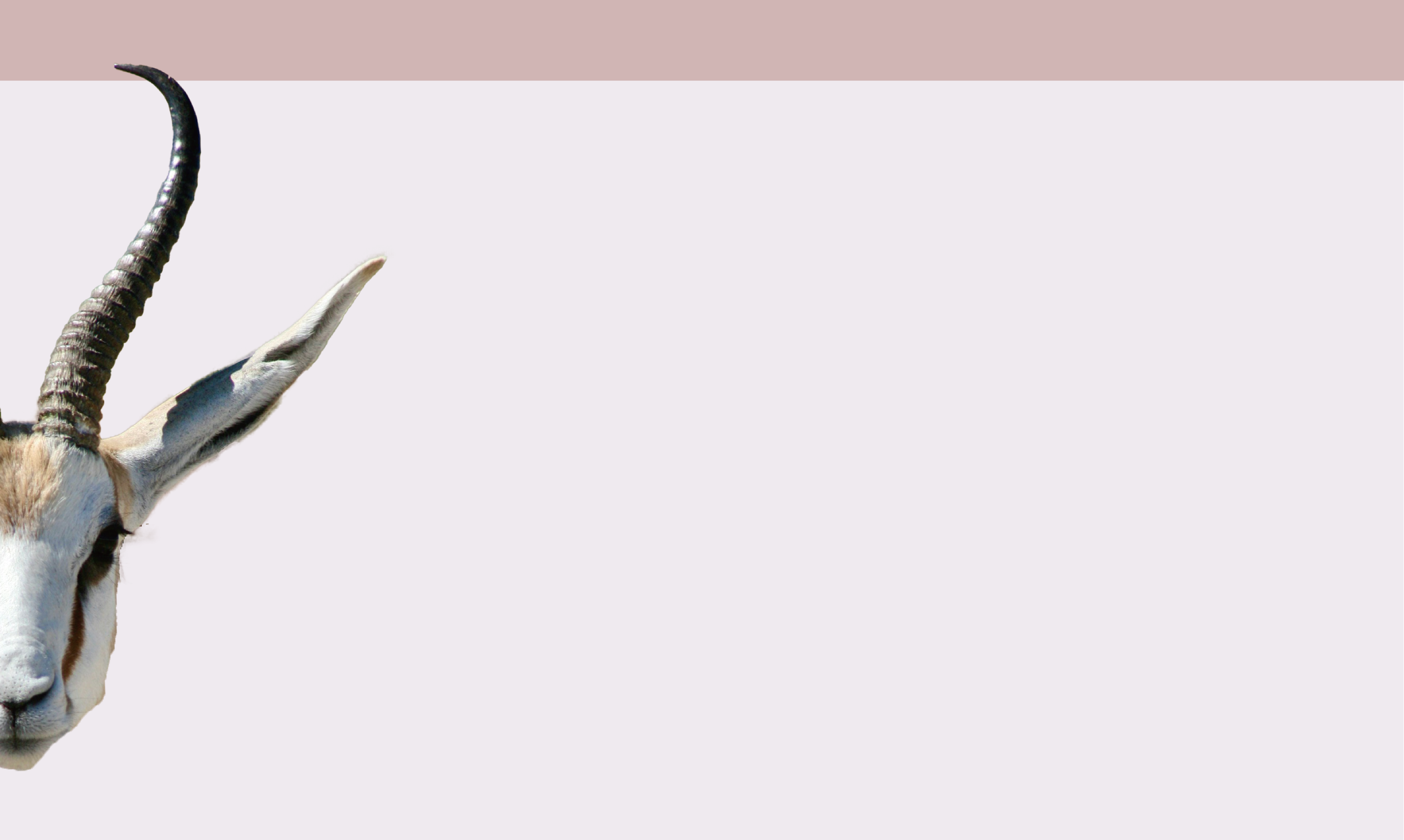 Atelier-GAZELLE Website